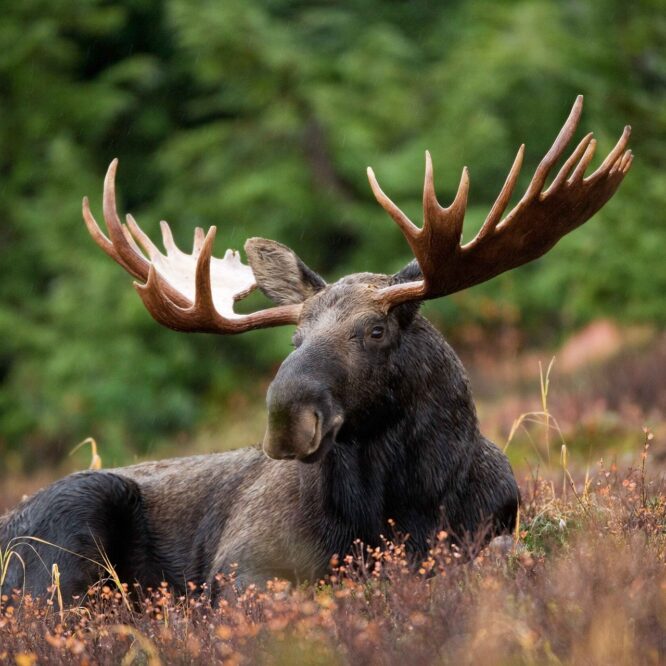 Inred ditt hem med motiv från naturen