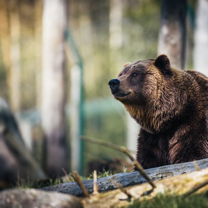 Köp det finaste björnköttet från Swedish Wild 